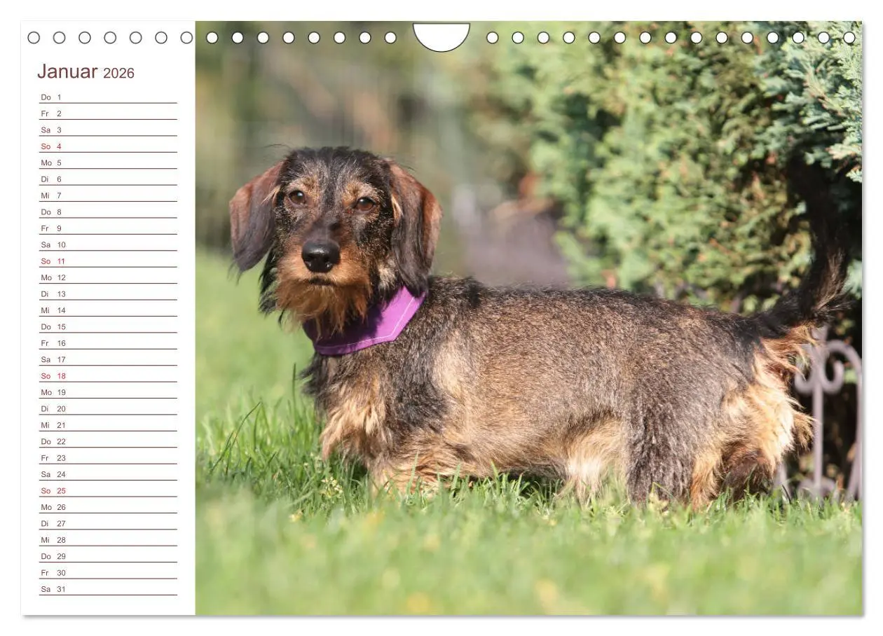 Bild: 9783457880470 | Familienplaner - Liebenswerte Rabauken - Rauhaardackel...