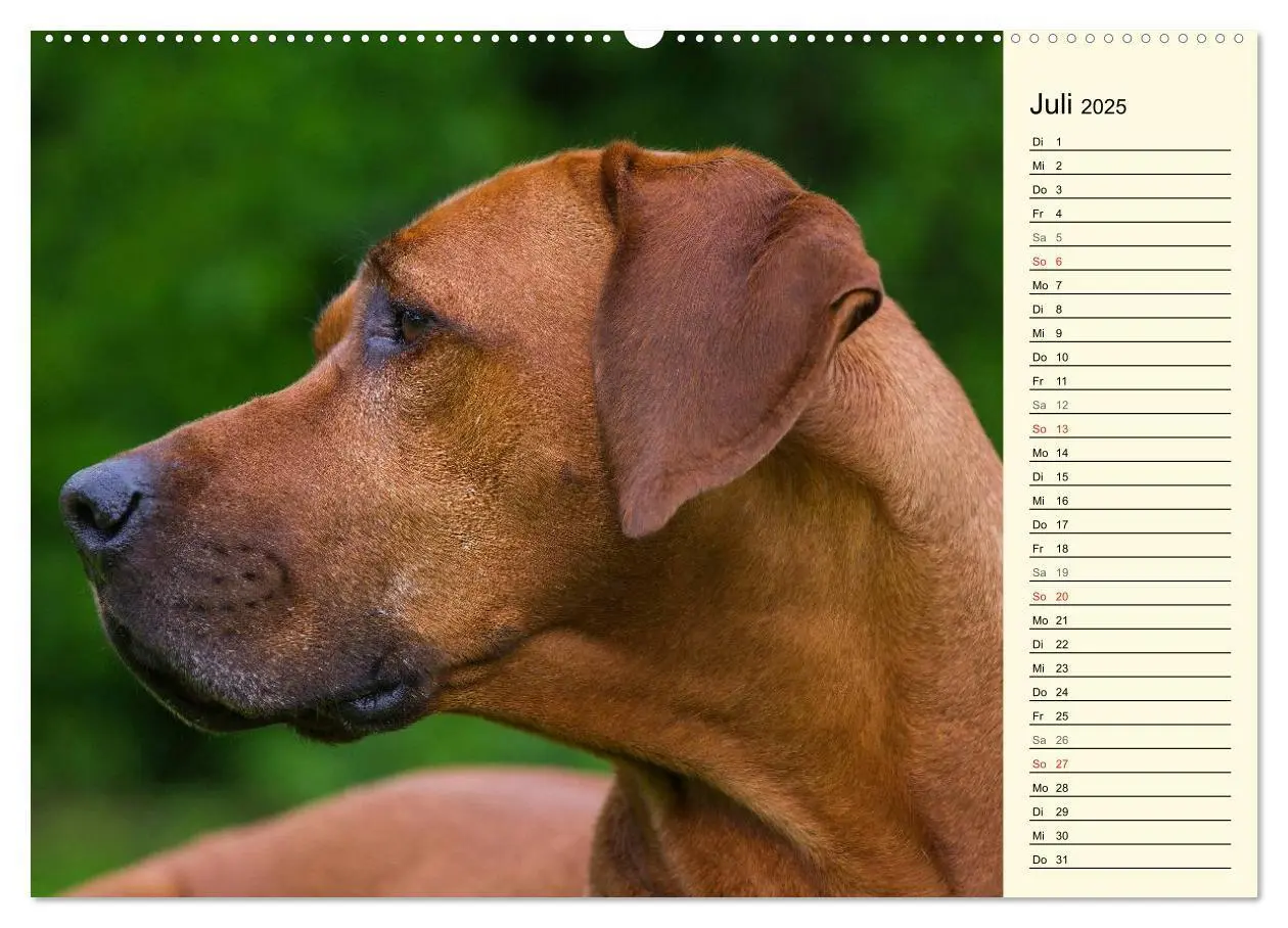Bild: 9783435540570 | Rhodesian Ridgeback 2025 (Wandkalender 2025 DIN A2 quer), CALVENDO...