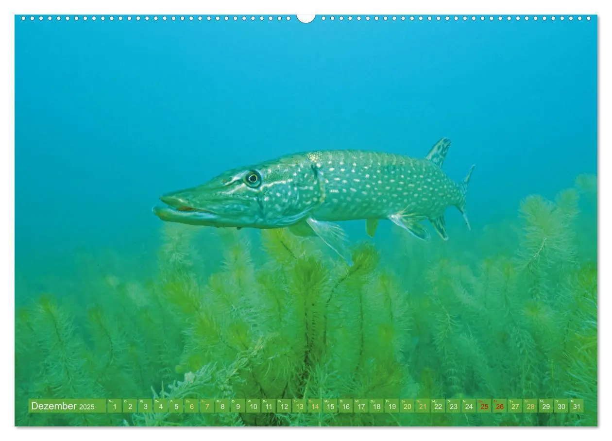 Bild: 9783457180570 | Heimische Fische: Karpfen, Forelle, Hecht (hochwertiger Premium...