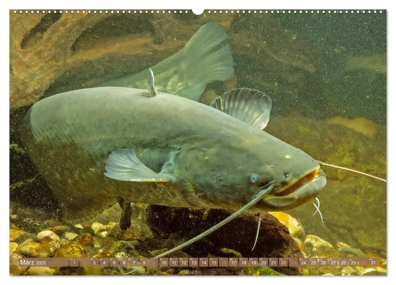 Bild: 9783457180570 | Heimische Fische: Karpfen, Forelle, Hecht (hochwertiger Premium...