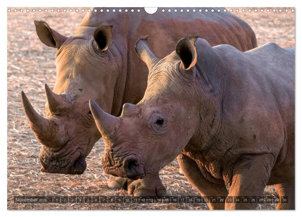 Bild: 9783457940570 | ETOSHA - Namibia Highlights (Wandkalender 2026 DIN A3 quer),...