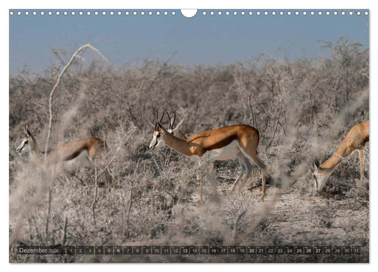 Bild: 9783457940570 | ETOSHA - Namibia Highlights (Wandkalender 2026 DIN A3 quer),...