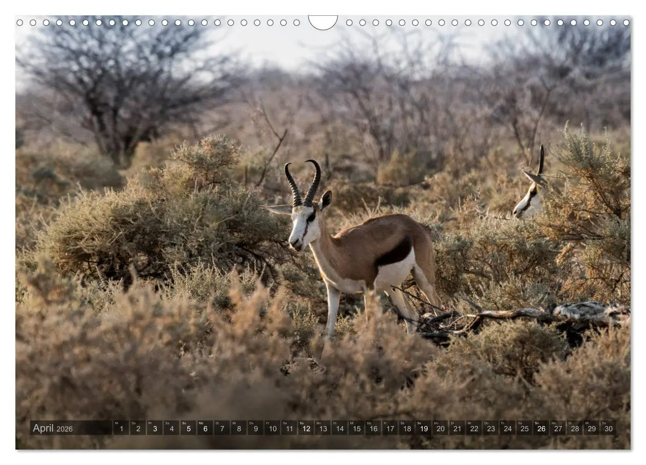 Bild: 9783457940570 | ETOSHA - Namibia Highlights (Wandkalender 2026 DIN A3 quer),...