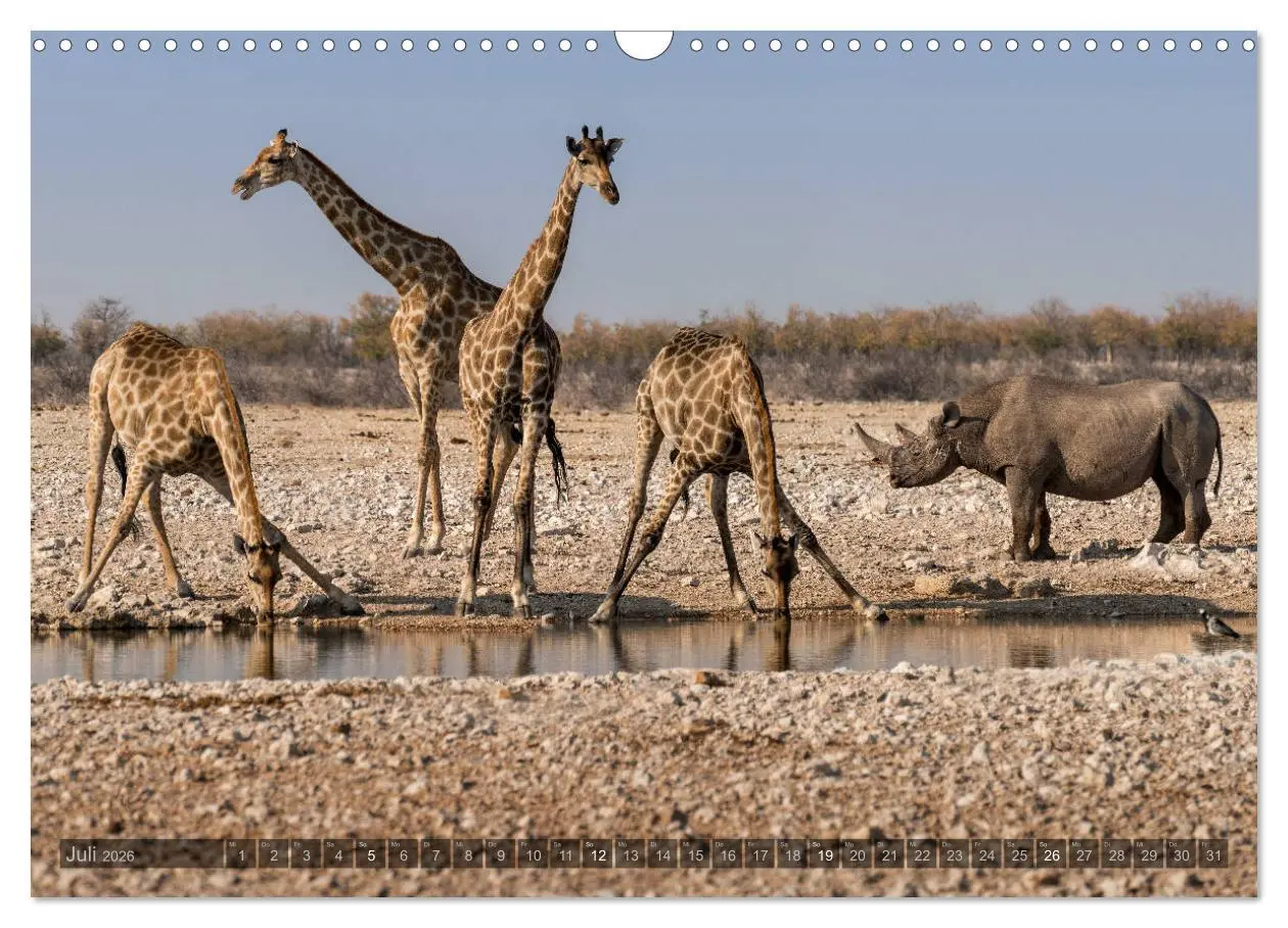 Bild: 9783457940570 | ETOSHA - Namibia Highlights (Wandkalender 2026 DIN A3 quer),...