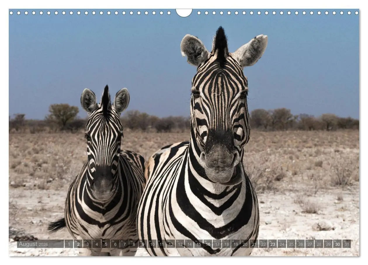 Bild: 9783457940570 | ETOSHA - Namibia Highlights (Wandkalender 2026 DIN A3 quer),...
