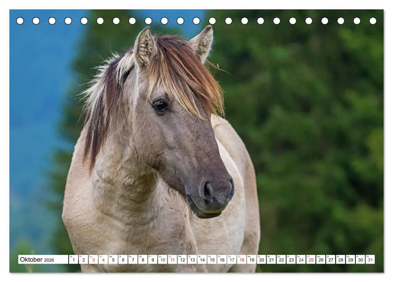 Bild: 9783516030570 | Konik - Frei geboren (Tischkalender 2026 DIN A5 quer), CALVENDO...