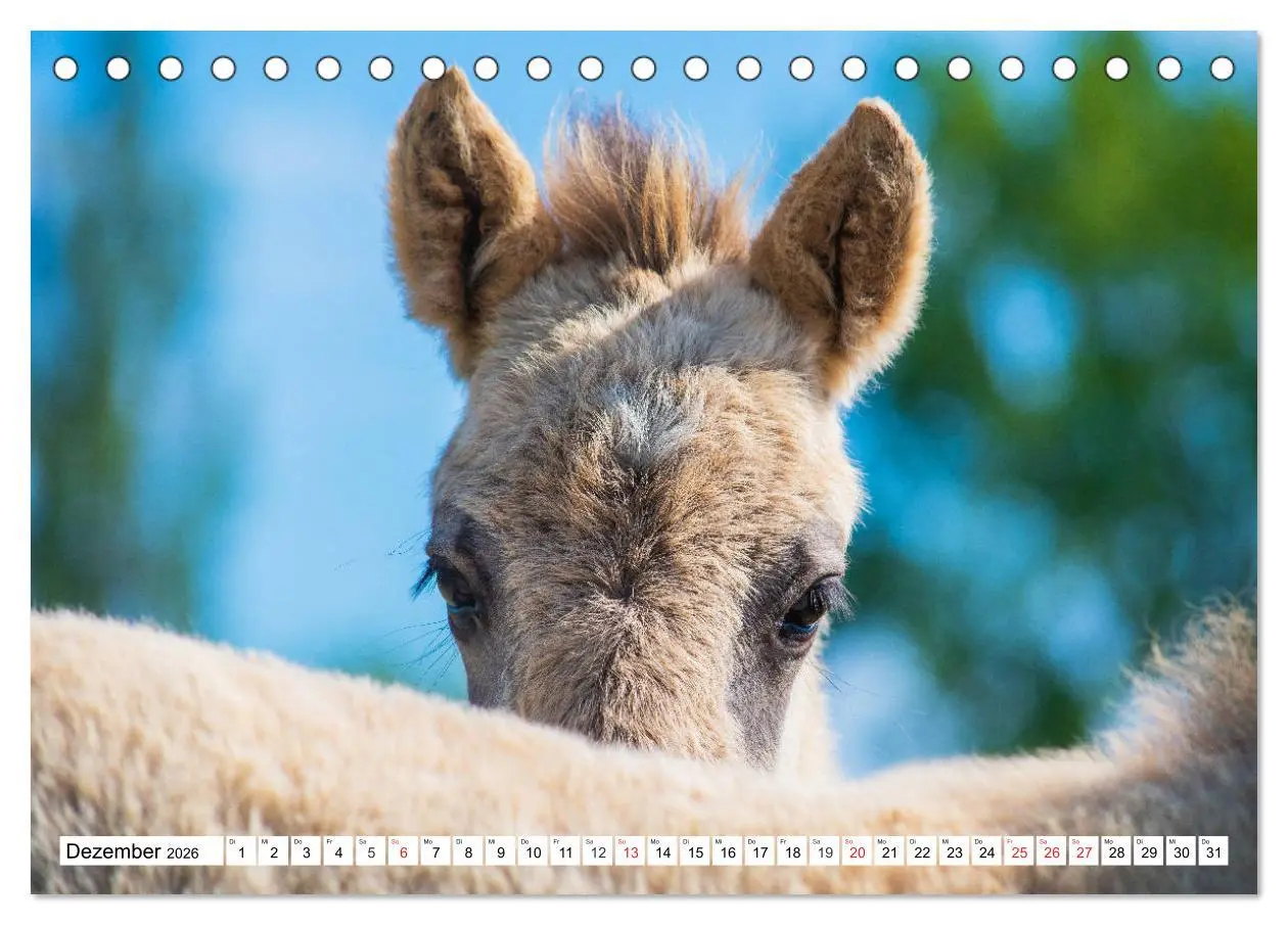 Bild: 9783516030570 | Konik - Frei geboren (Tischkalender 2026 DIN A5 quer), CALVENDO...