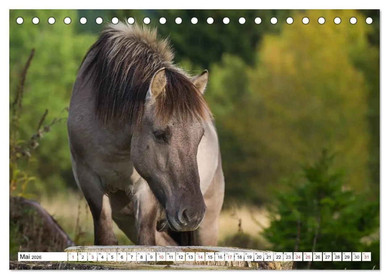 Bild: 9783516030570 | Konik - Frei geboren (Tischkalender 2026 DIN A5 quer), CALVENDO...