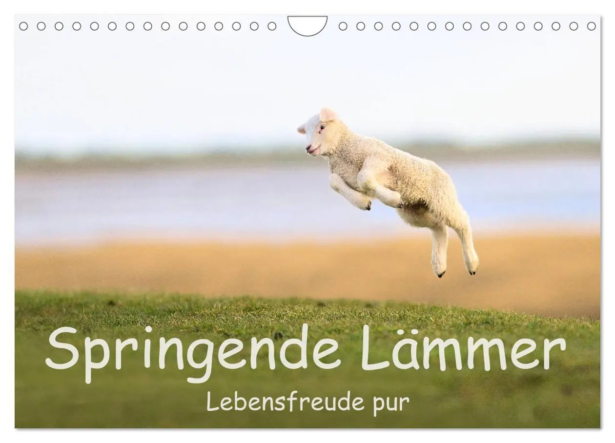 Cover: 9783457790670 | Springende Lämmer: Lebensfreude pur (Wandkalender 2026 DIN A4...