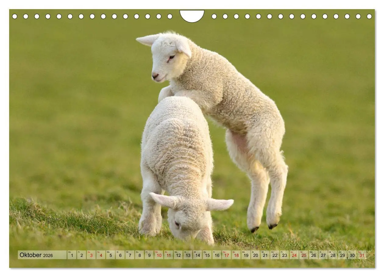 Bild: 9783457790670 | Springende Lämmer: Lebensfreude pur (Wandkalender 2026 DIN A4...