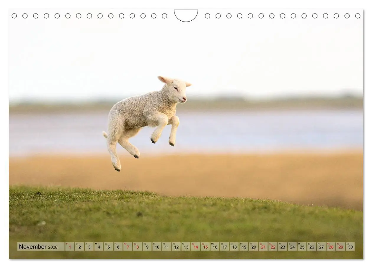 Bild: 9783457790670 | Springende Lämmer: Lebensfreude pur (Wandkalender 2026 DIN A4...