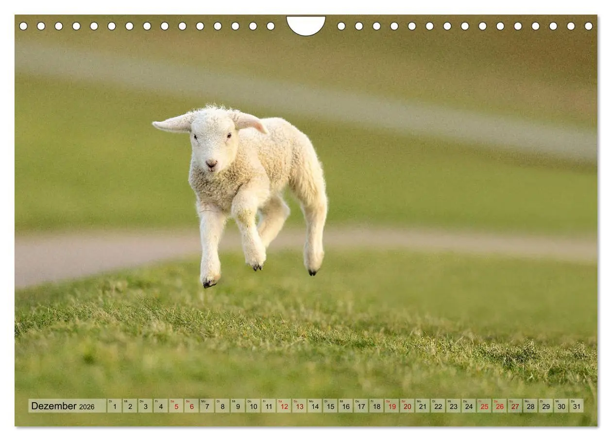 Bild: 9783457790670 | Springende Lämmer: Lebensfreude pur (Wandkalender 2026 DIN A4...