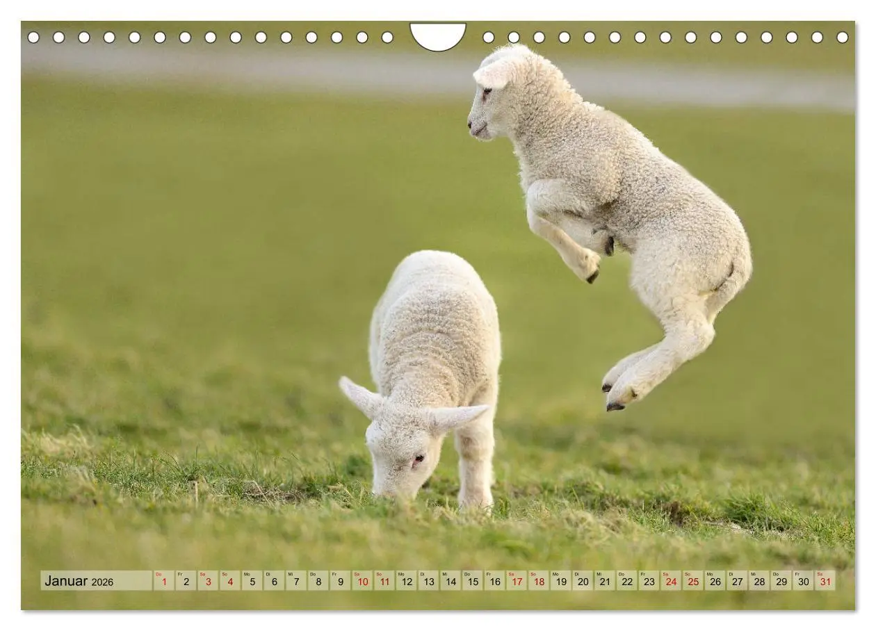 Bild: 9783457790670 | Springende Lämmer: Lebensfreude pur (Wandkalender 2026 DIN A4...