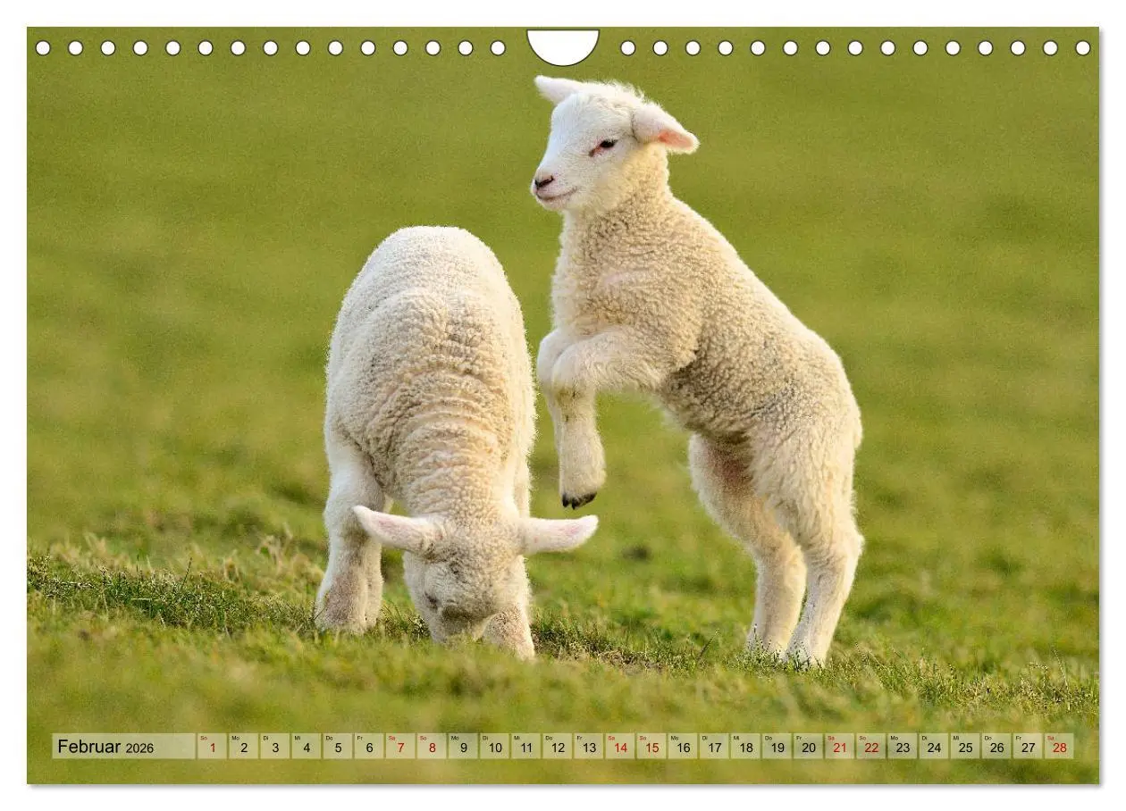 Bild: 9783457790670 | Springende Lämmer: Lebensfreude pur (Wandkalender 2026 DIN A4...