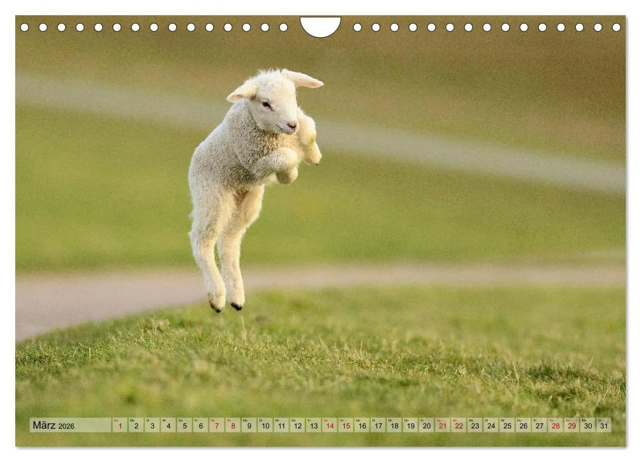 Bild: 9783457790670 | Springende Lämmer: Lebensfreude pur (Wandkalender 2026 DIN A4...