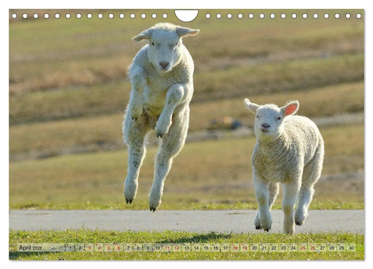 Bild: 9783457790670 | Springende Lämmer: Lebensfreude pur (Wandkalender 2026 DIN A4...