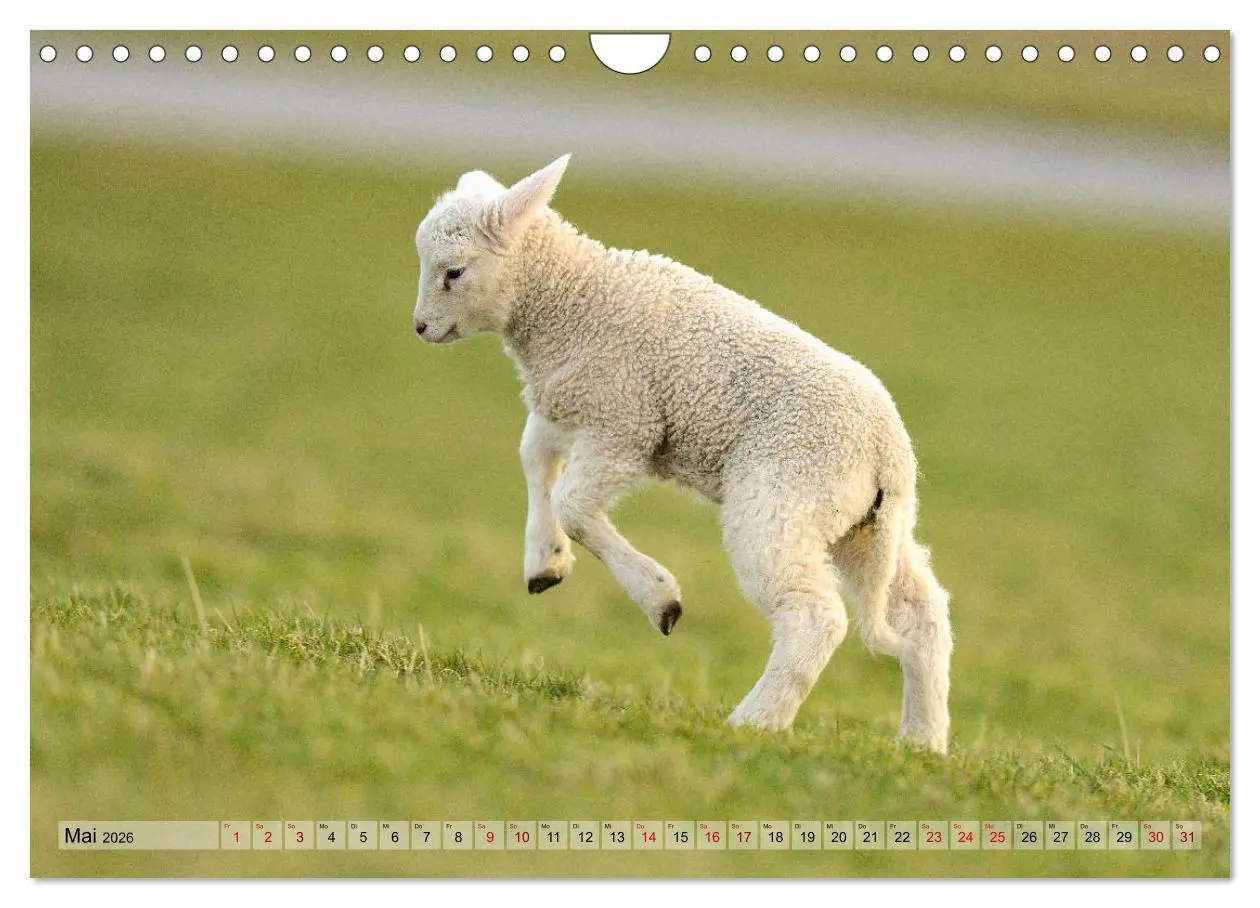Bild: 9783457790670 | Springende Lämmer: Lebensfreude pur (Wandkalender 2026 DIN A4...