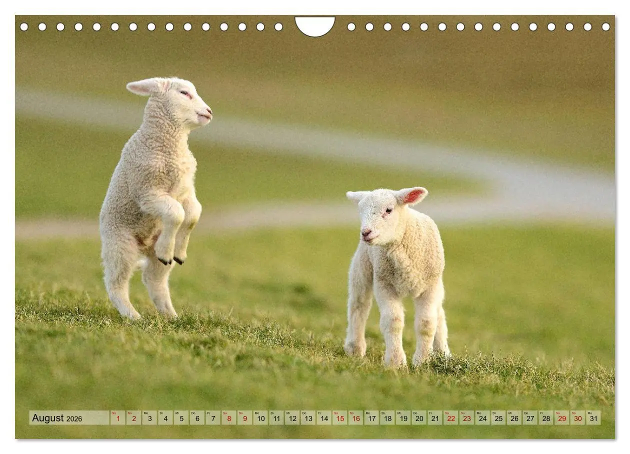 Bild: 9783457790670 | Springende Lämmer: Lebensfreude pur (Wandkalender 2026 DIN A4...