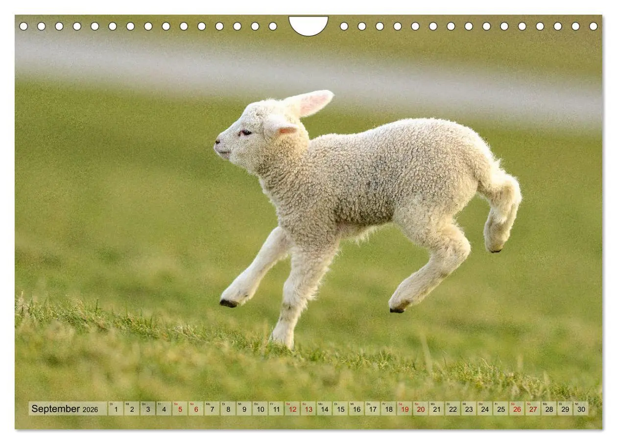 Bild: 9783457790670 | Springende Lämmer: Lebensfreude pur (Wandkalender 2026 DIN A4...