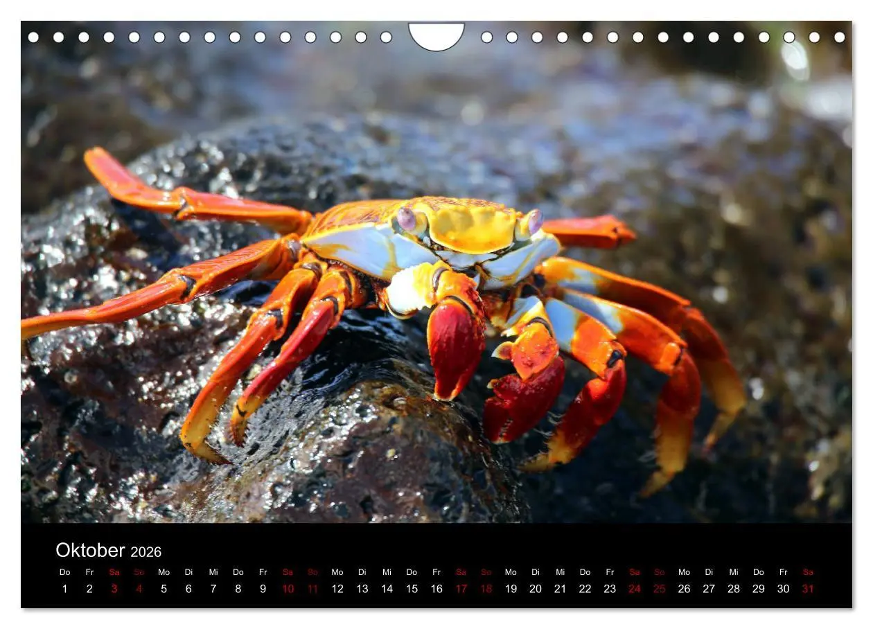 Bild: 9783457920770 | Ama la Vida Ecuador (Wandkalender 2026 DIN A4 quer), CALVENDO...