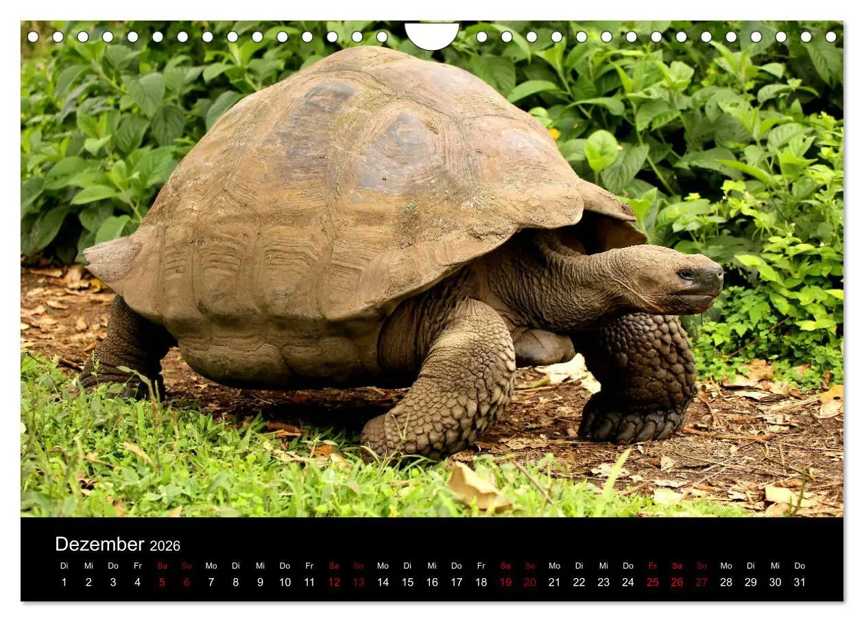 Bild: 9783457920770 | Ama la Vida Ecuador (Wandkalender 2026 DIN A4 quer), CALVENDO...