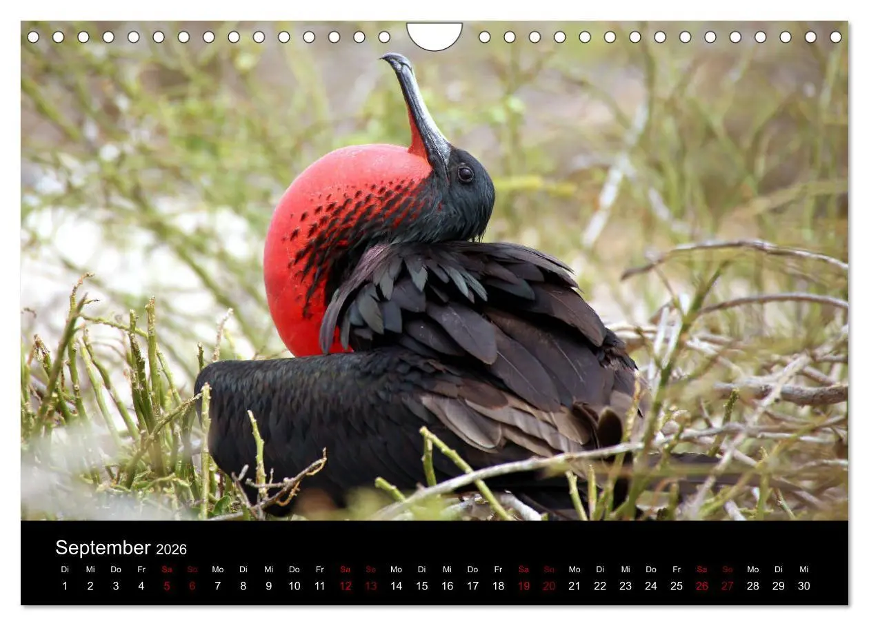 Bild: 9783457920770 | Ama la Vida Ecuador (Wandkalender 2026 DIN A4 quer), CALVENDO...