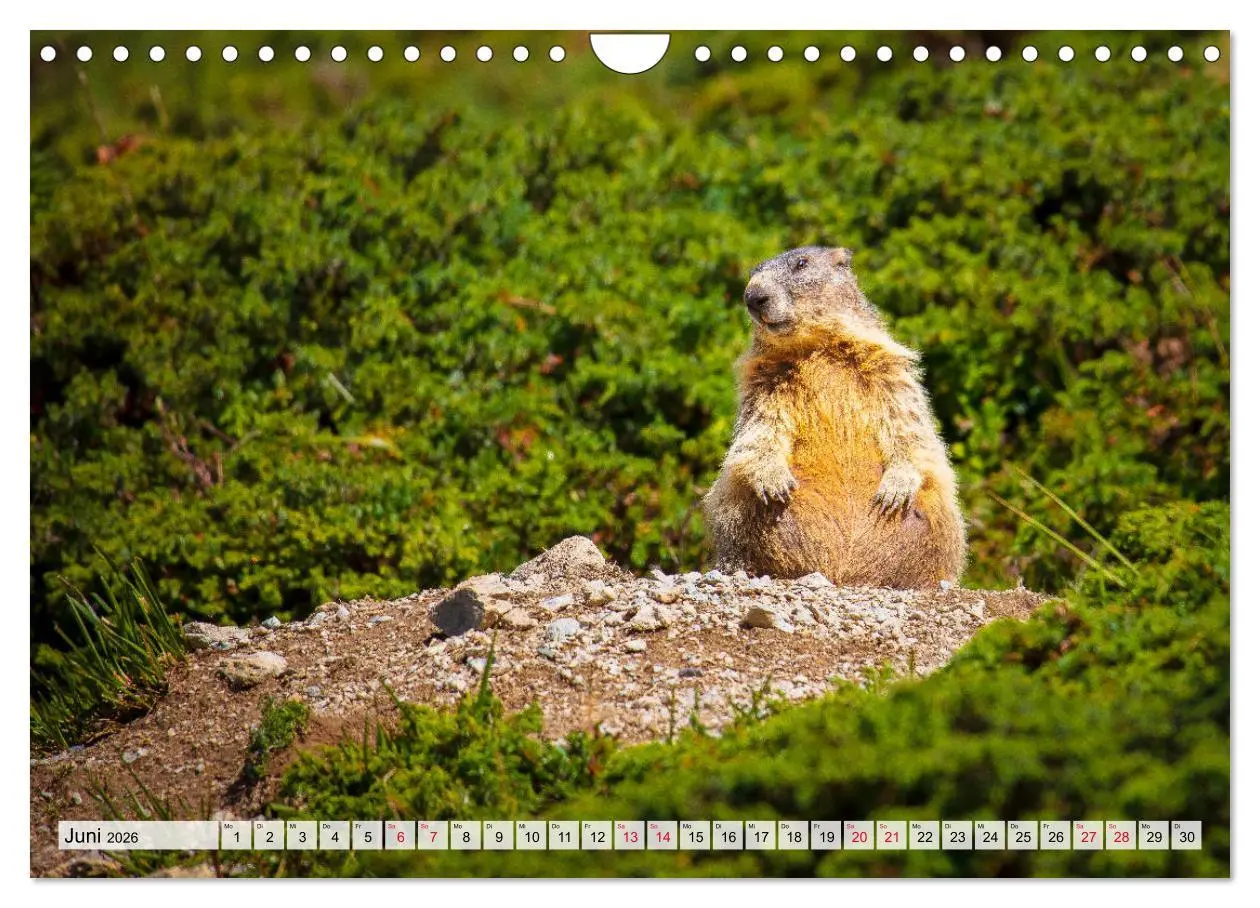 Bild: 9783457770870 | Bündnerland (Wandkalender 2026 DIN A4 quer), CALVENDO Monatskalender