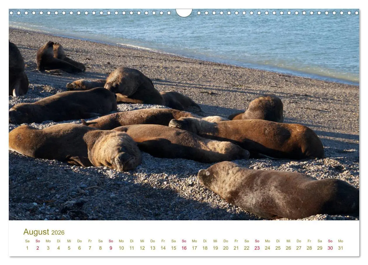Bild: 9783457840870 | Weites Argentinien (Wandkalender 2026 DIN A3 quer), CALVENDO...