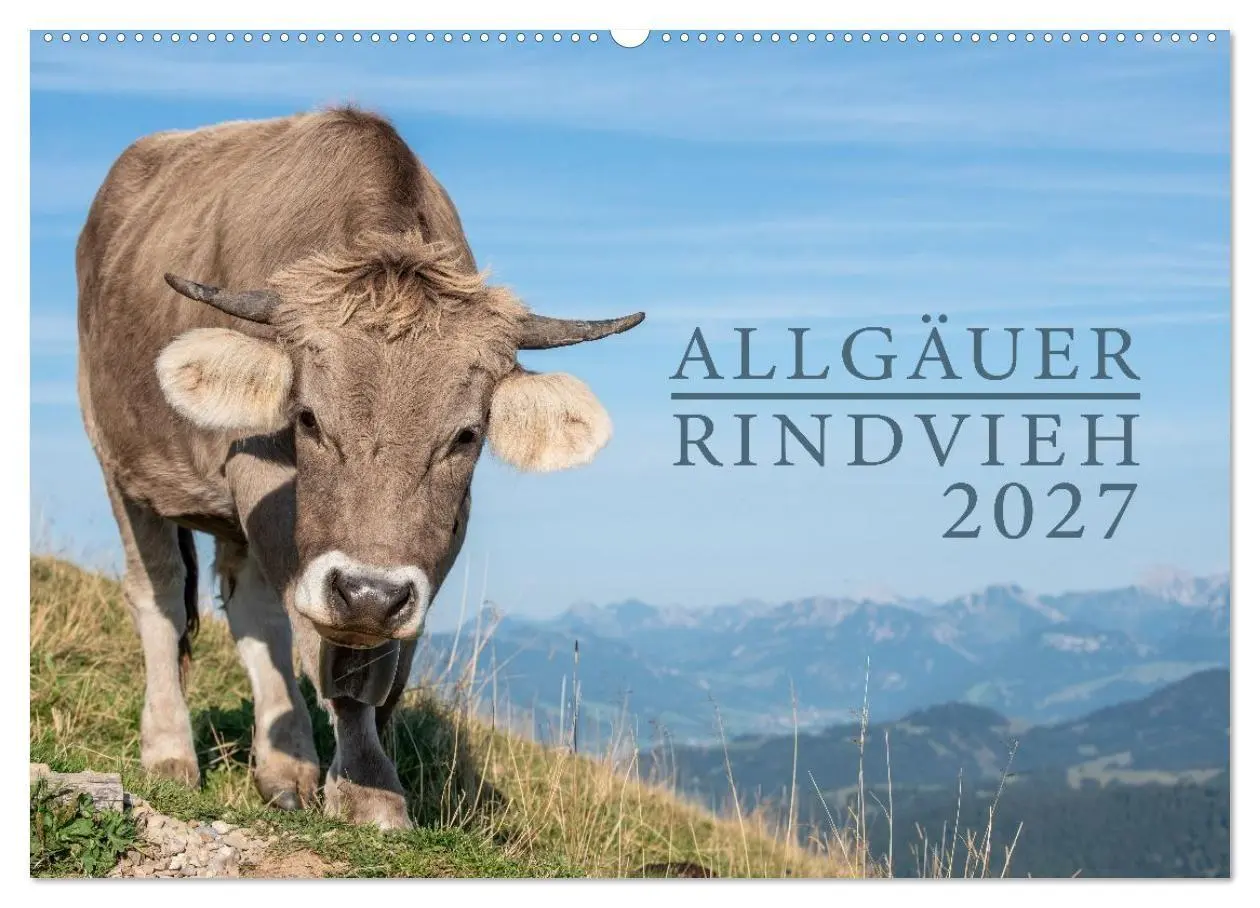 Cover: 9783516790870 | Allgäuer Rindvieh 2027 (Wandkalender 2027 DIN A2 quer), CALVENDO...