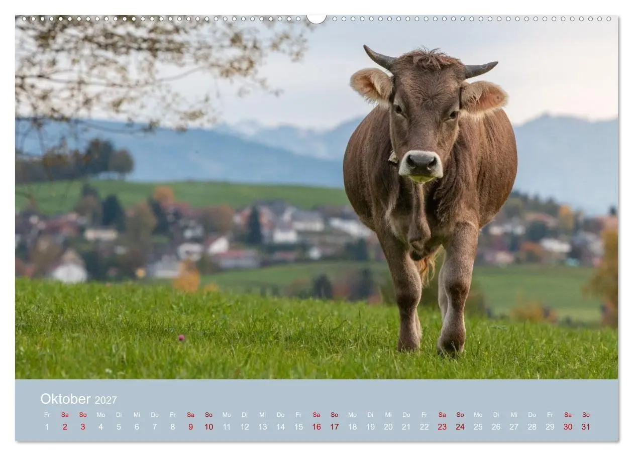 Bild: 9783516790870 | Allgäuer Rindvieh 2027 (Wandkalender 2027 DIN A2 quer), CALVENDO...