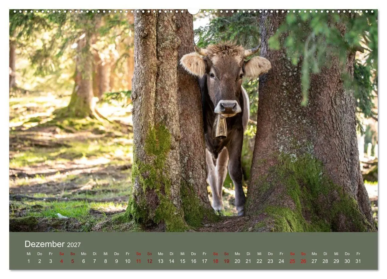 Bild: 9783516790870 | Allgäuer Rindvieh 2027 (Wandkalender 2027 DIN A2 quer), CALVENDO...
