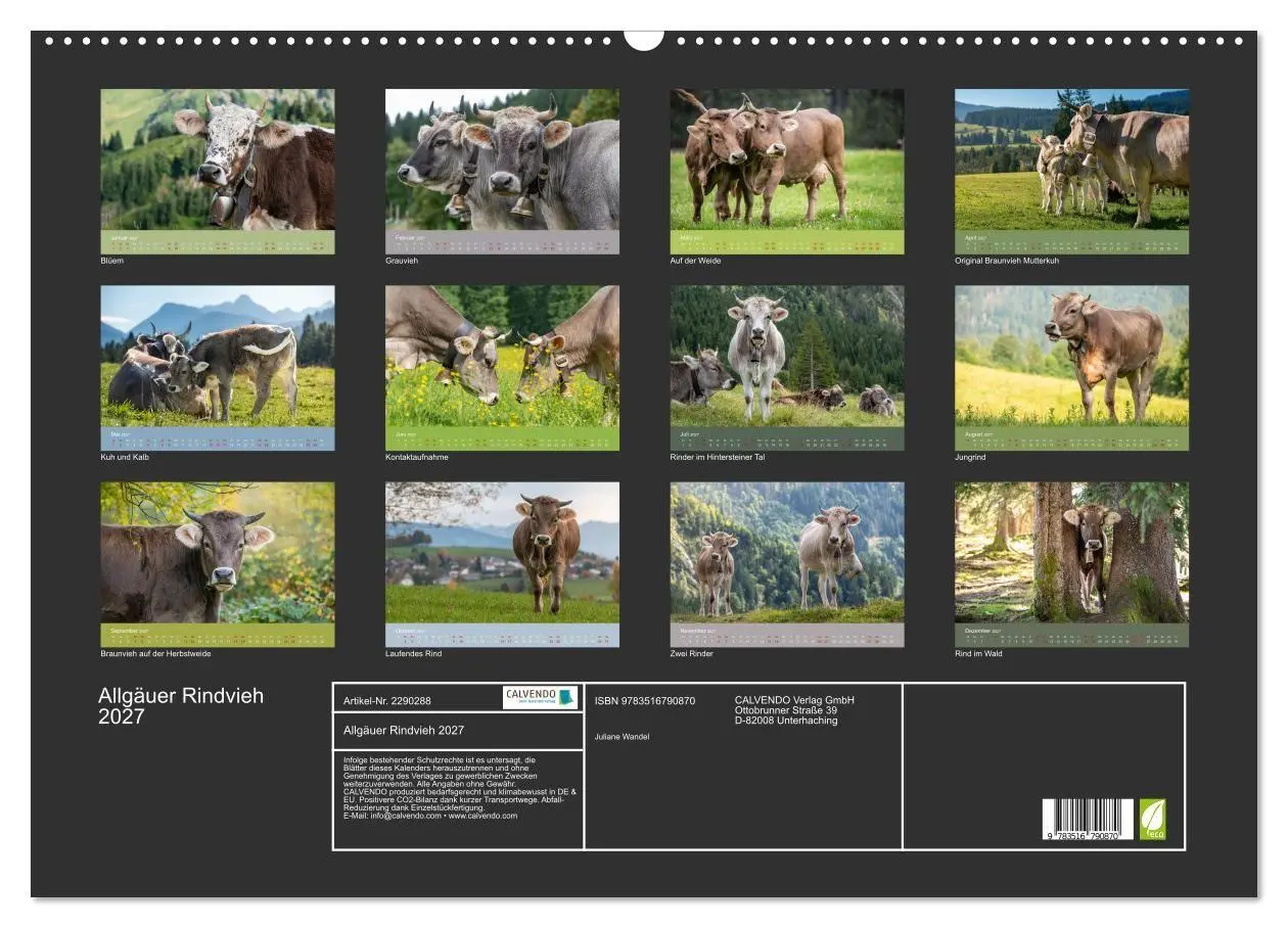 Bild: 9783516790870 | Allgäuer Rindvieh 2027 (Wandkalender 2027 DIN A2 quer), CALVENDO...