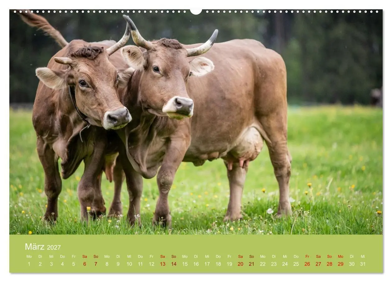 Bild: 9783516790870 | Allgäuer Rindvieh 2027 (Wandkalender 2027 DIN A2 quer), CALVENDO...