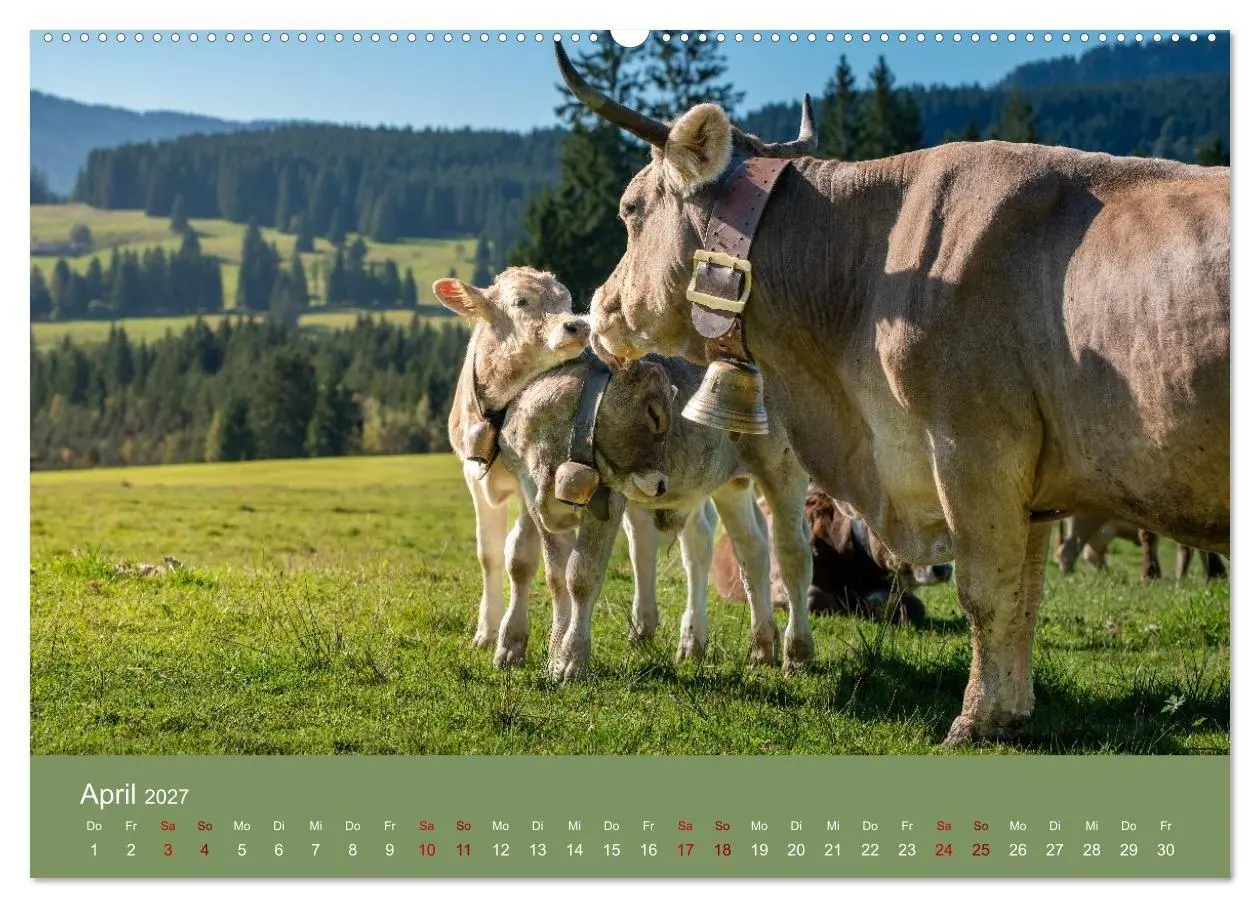 Bild: 9783516790870 | Allgäuer Rindvieh 2027 (Wandkalender 2027 DIN A2 quer), CALVENDO...