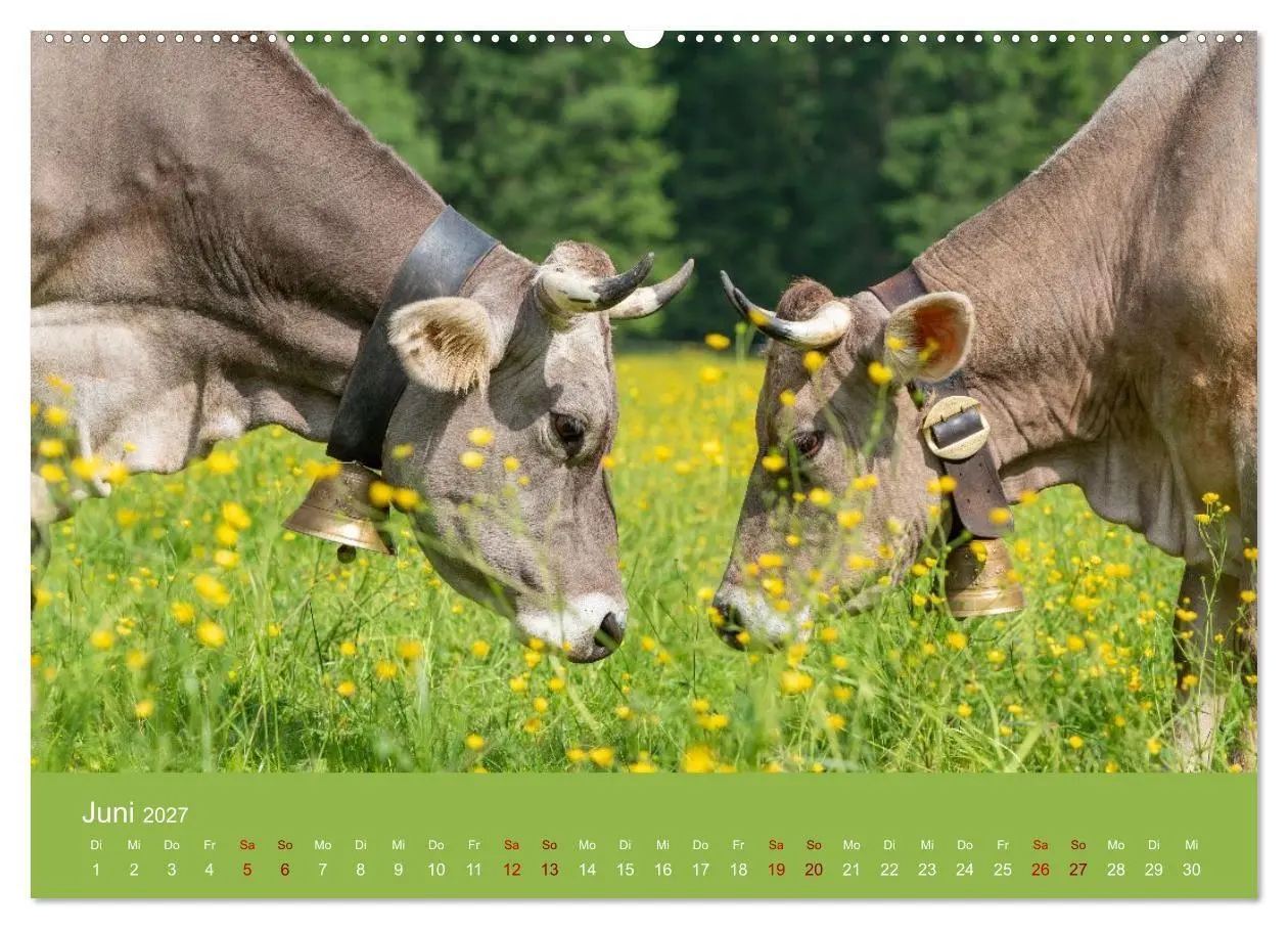 Bild: 9783516790870 | Allgäuer Rindvieh 2027 (Wandkalender 2027 DIN A2 quer), CALVENDO...