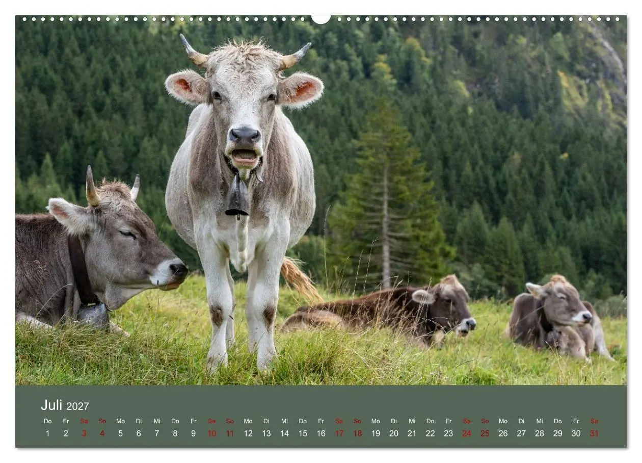 Bild: 9783516790870 | Allgäuer Rindvieh 2027 (Wandkalender 2027 DIN A2 quer), CALVENDO...