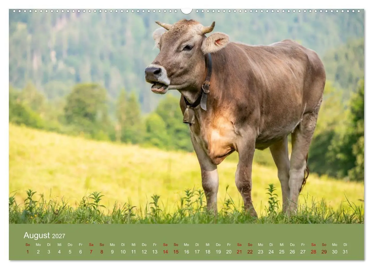 Bild: 9783516790870 | Allgäuer Rindvieh 2027 (Wandkalender 2027 DIN A2 quer), CALVENDO...