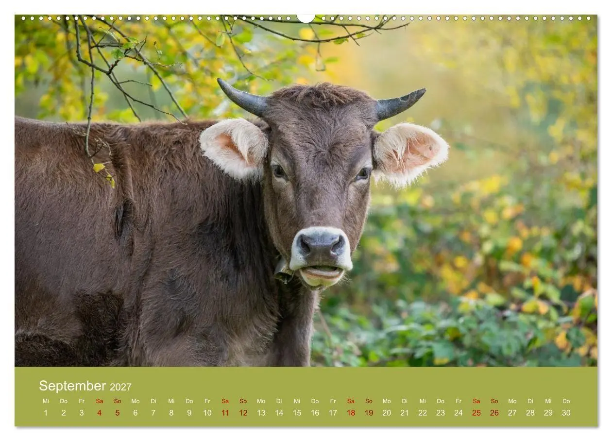 Bild: 9783516790870 | Allgäuer Rindvieh 2027 (Wandkalender 2027 DIN A2 quer), CALVENDO...