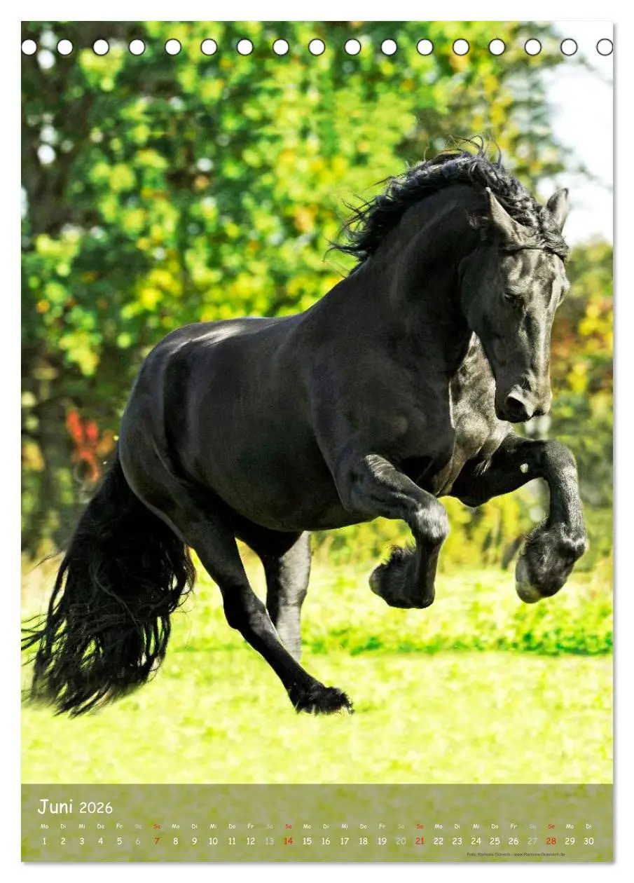 Bild: 9783516470970 | Friesen - die schwarzen Perlen (Tischkalender 2026 DIN A5 hoch),...