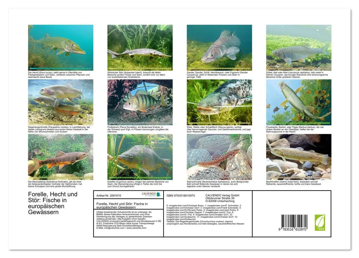 Bild: 9783516610970 | Forelle, Hecht und Stör: Fische in europäischen Gewässern...