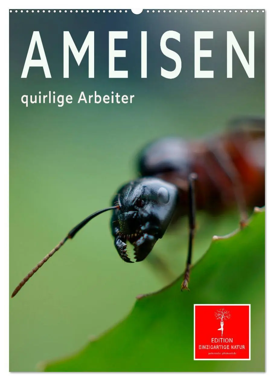 Cover: 9783516351170 | Ameisen quirlige Arbeiter (Wandkalender 2026 DIN A2 hoch), CALVENDO...