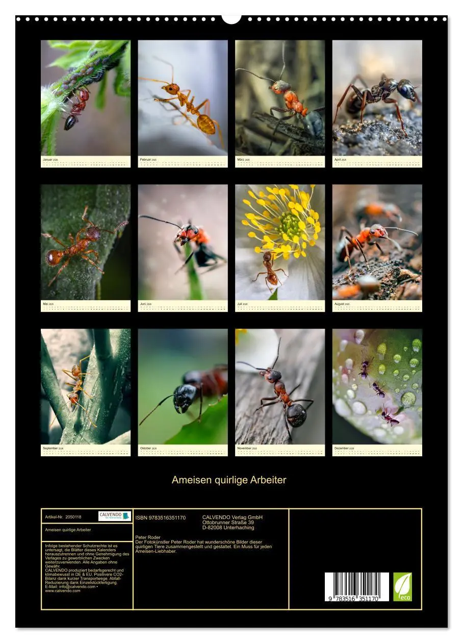 Bild: 9783516351170 | Ameisen quirlige Arbeiter (Wandkalender 2026 DIN A2 hoch), CALVENDO...