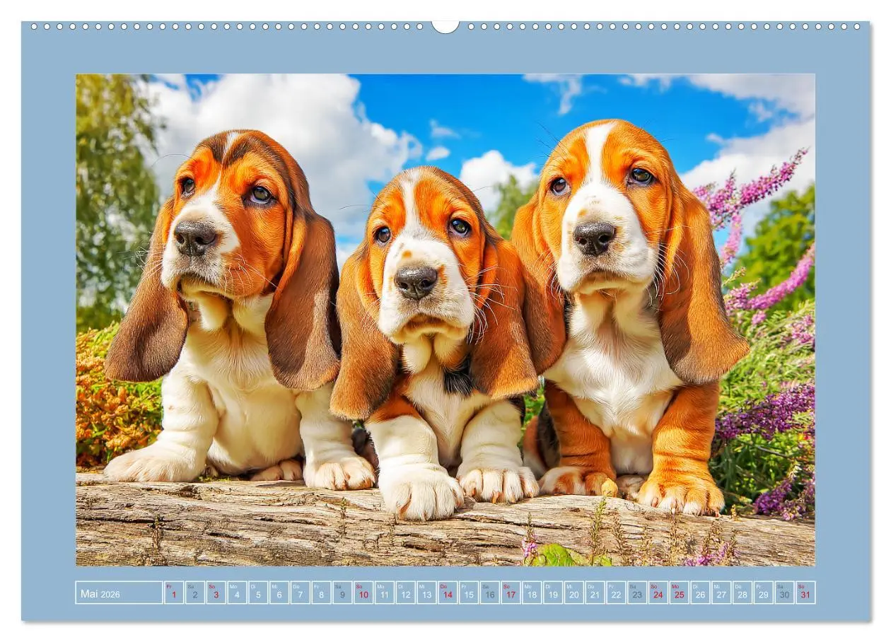 Bild: 9783516421170 | Schlappohren-Zauber. Fröhliche Bassets in bunten Momenten...
