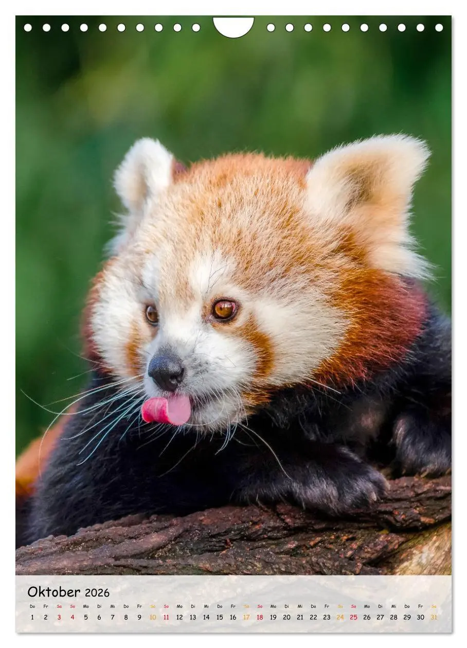 Bild: 9783516411270 | Roter Panda (Wandkalender 2026 DIN A4 hoch), CALVENDO Monatskalender