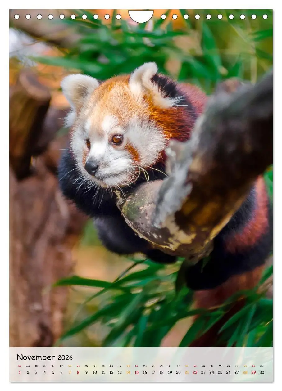Bild: 9783516411270 | Roter Panda (Wandkalender 2026 DIN A4 hoch), CALVENDO Monatskalender