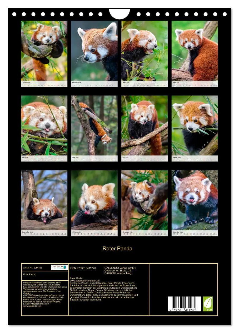Bild: 9783516411270 | Roter Panda (Wandkalender 2026 DIN A4 hoch), CALVENDO Monatskalender