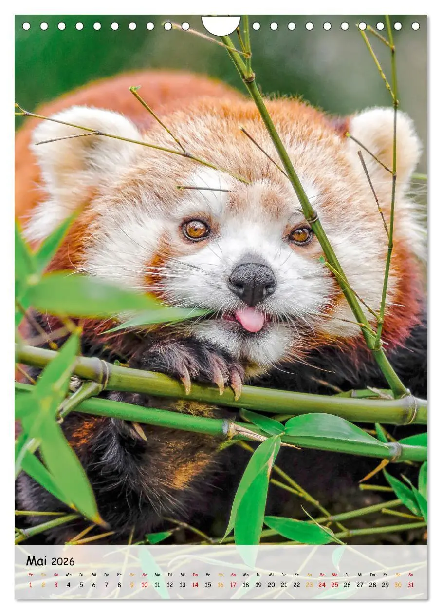 Bild: 9783516411270 | Roter Panda (Wandkalender 2026 DIN A4 hoch), CALVENDO Monatskalender