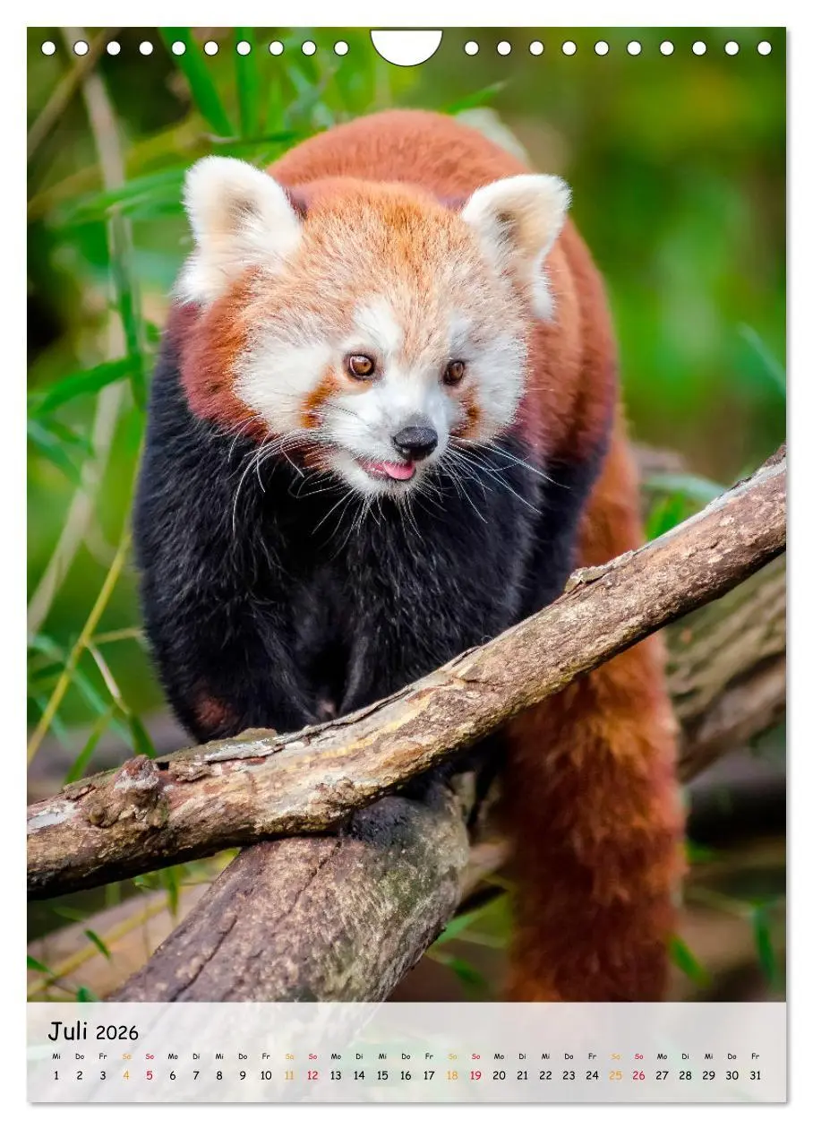 Bild: 9783516411270 | Roter Panda (Wandkalender 2026 DIN A4 hoch), CALVENDO Monatskalender