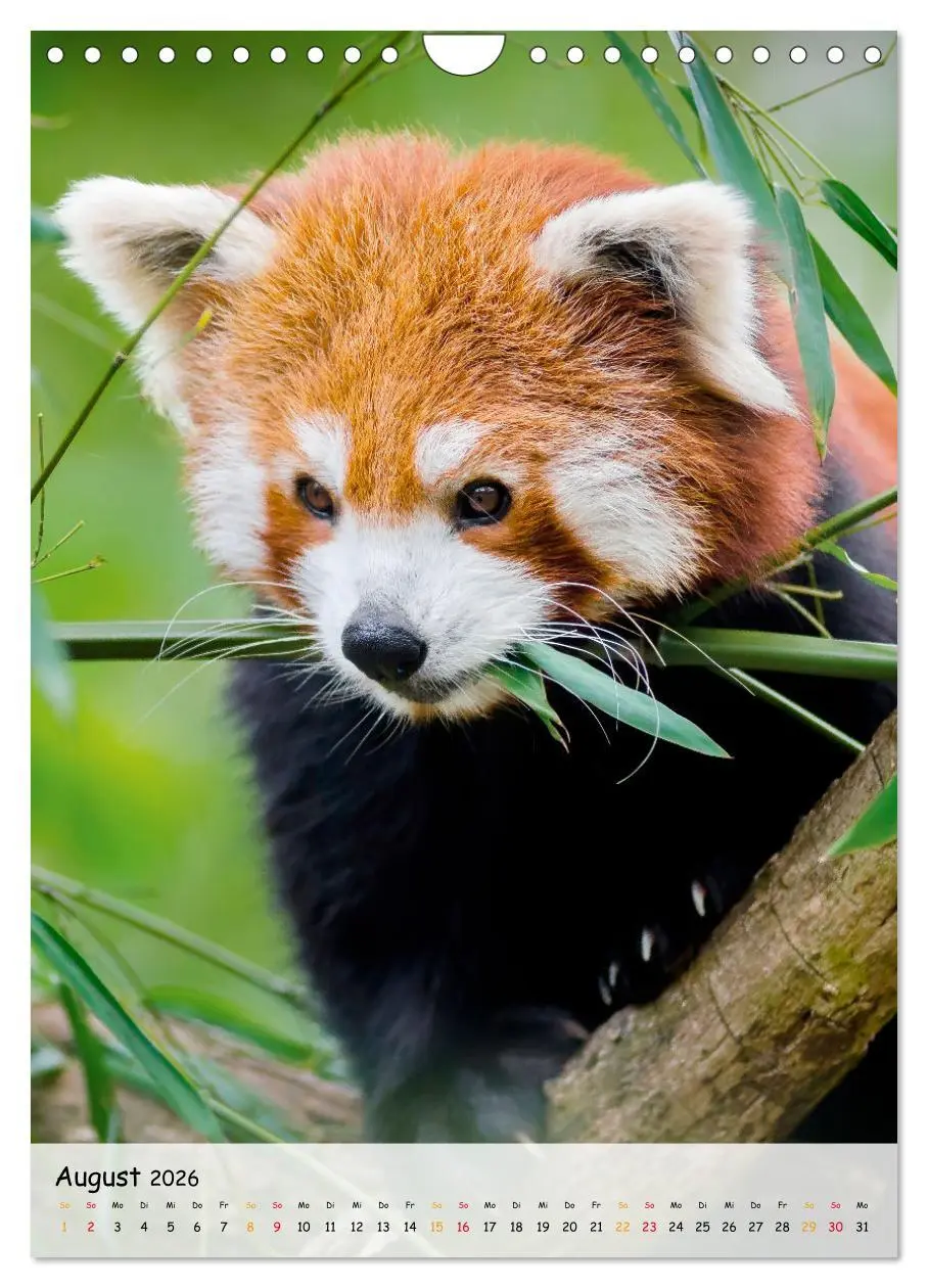 Bild: 9783516411270 | Roter Panda (Wandkalender 2026 DIN A4 hoch), CALVENDO Monatskalender