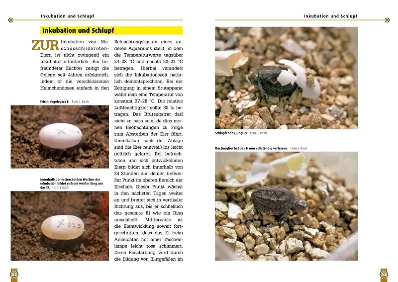 Bild: 9783866591370 | Die Zwerg-Moschus-Schildkröte | Jens Rauh | Taschenbuch | Art für Art